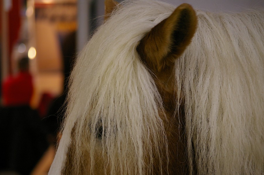 Salon de l agriculture et de la nature de l essonne: salon de l agriculture 062